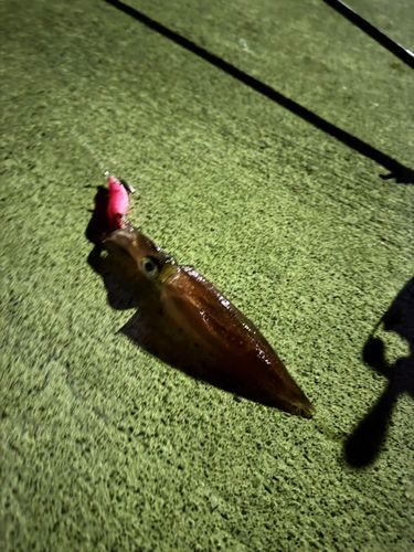 ヤリイカの釣果