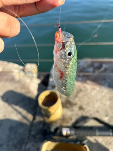 マイワシの釣果