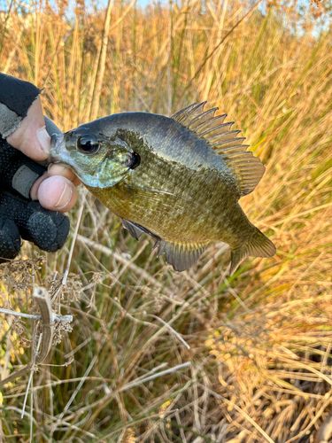 ブルーギルの釣果