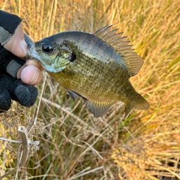 ブルーギル