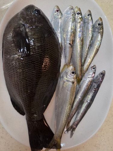 メジナの釣果