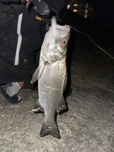 セイゴ（ヒラスズキ）の釣果