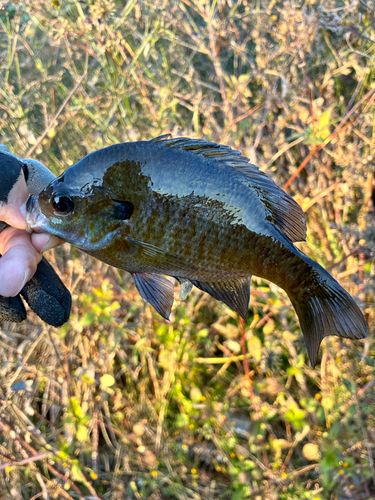 ブルーギルの釣果
