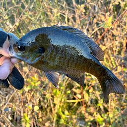 ブルーギル