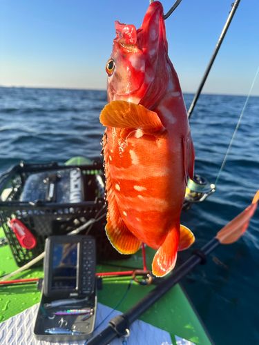 アカハタの釣果