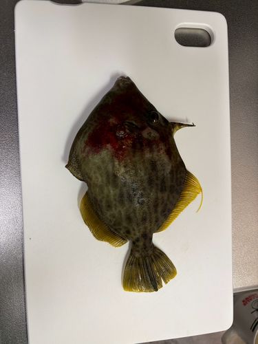 カワハギの釣果