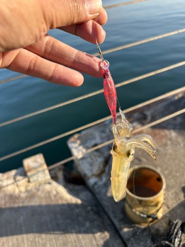 ヒイカの釣果