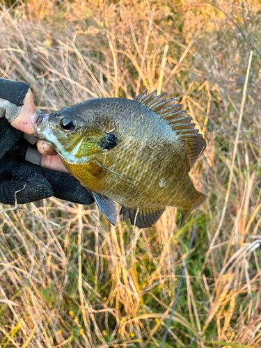 ブルーギルの釣果