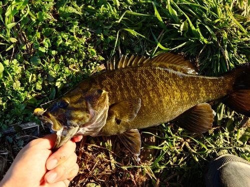スモールマウスバスの釣果