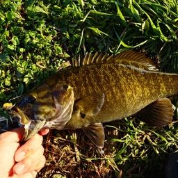 スモールマウスバス