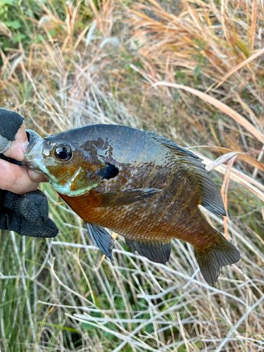 ブルーギルの釣果