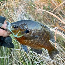 ブルーギル