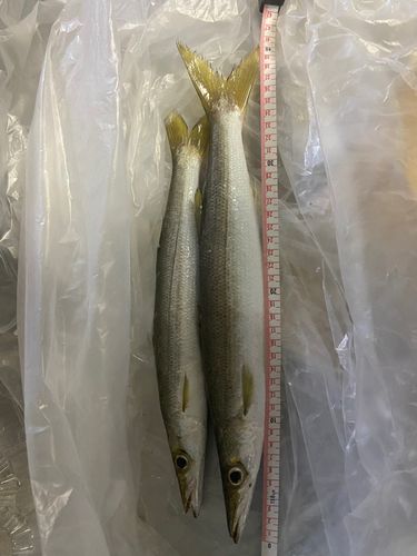カマスの釣果