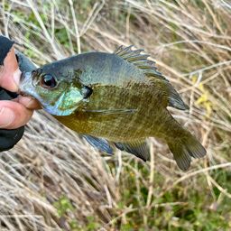 ブルーギル