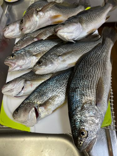 イシモチの釣果