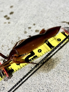 スルメイカの釣果