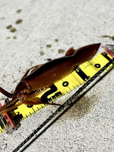 スルメイカの釣果