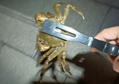 モクズガニの釣果