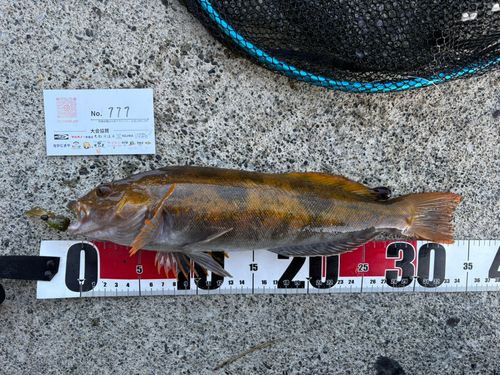 アイナメの釣果