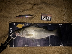 ヒラスズキの釣果