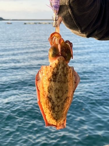 コウイカの釣果