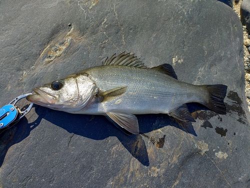 ヒラスズキの釣果