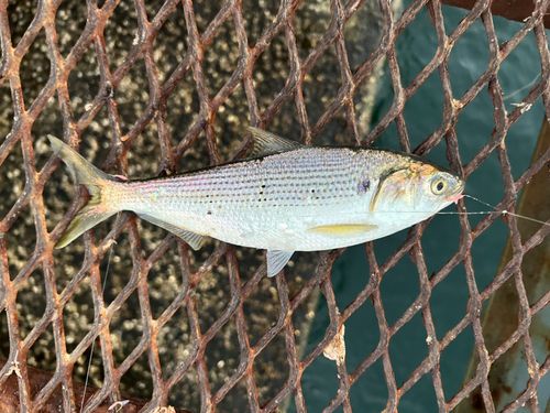 コノシロの釣果