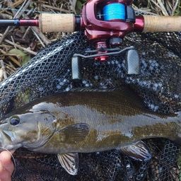 スモールマウスバス