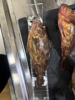 アラカブの釣果