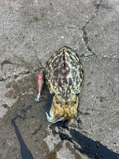 コウイカの釣果