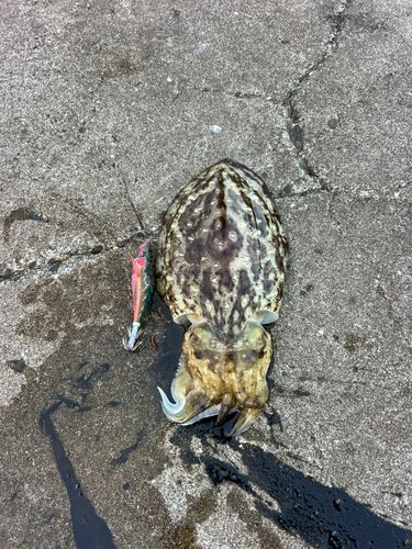 コウイカの釣果