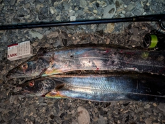 タチウオの釣果