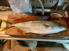 ヒラマサの釣果