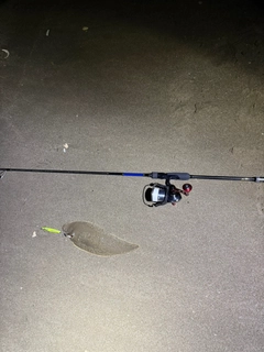 シタビラメの釣果