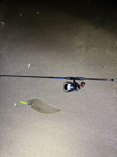 シタビラメの釣果