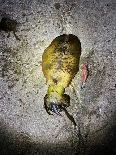 アオリイカの釣果