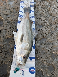 シーバスの釣果