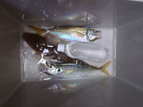 アジの釣果