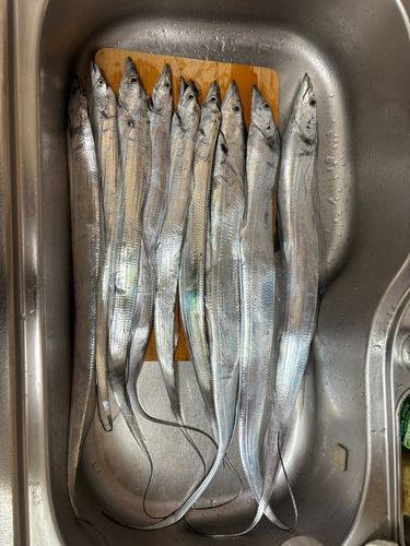 タチウオの釣果