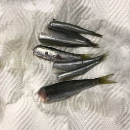 トウゴロウイワシ