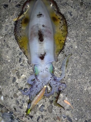 アオリイカの釣果