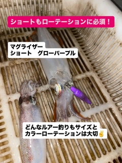 ヤリイカの釣果