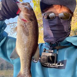 ラージマウスバス