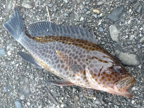 オオモンハタの釣果