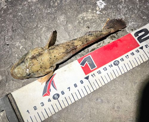 ウロハゼの釣果