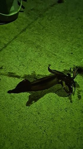 イカの釣果