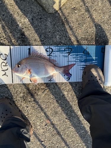 平磯海づり公園