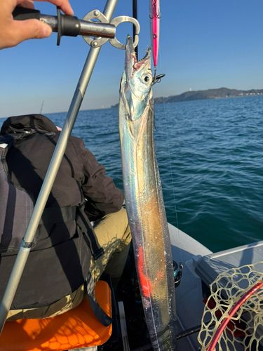 タチウオの釣果