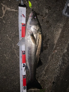 マルスズキの釣果