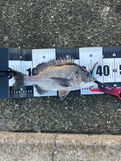 クロダイの釣果